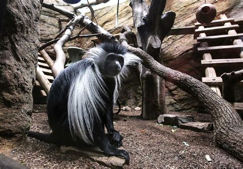 Little Rock Zoo to spend $1.3M for new monkey, cat exhibits | The ...