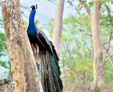 Mudumalai National Park Sights & Attractions - Project Expedition