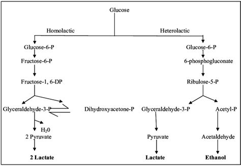 Different Fermentation pathway of bacteria - Online Biology Notes