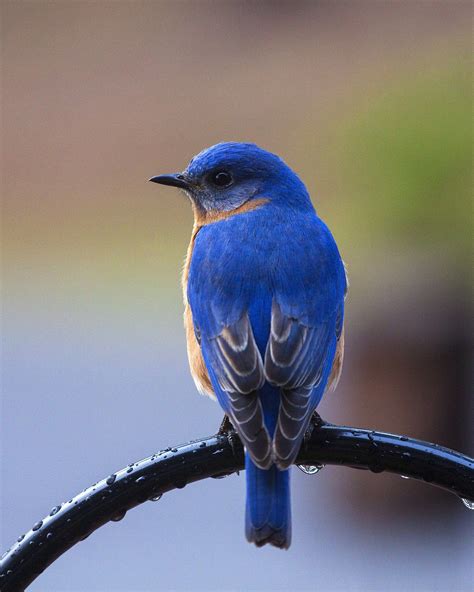 The 5 BEST Bluebird & Mealworm Feeders To Try (2021) - Bird Watching HQ ...