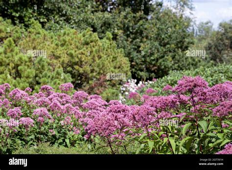 Eupatorium maculatum (Atropurpureum Group) Baby Joe. Purple flowers perennial plant Stock Photo ...