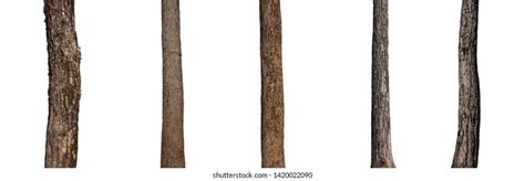 2,247,409 Tree Trunk Images, Stock Photos, 3D objects, & Vectors | Shutterstock