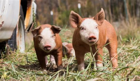 Best Pig Breeds for Meat - Farmhouse Guide