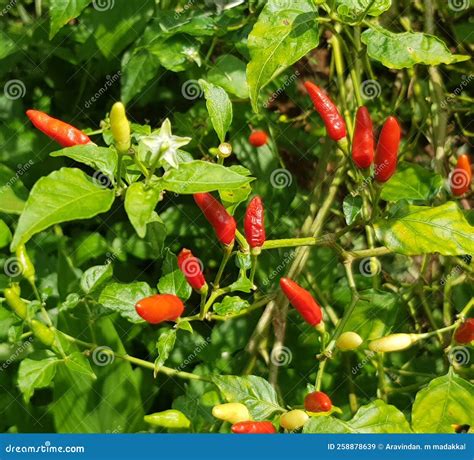 Red Chilli Medicinal Plants Gardenfresh Ayurvedic Medicine Redchil ...