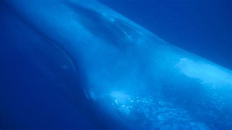 Pygmy blue whale – Balaenoptera musculus brevicauda - Centre for Marine Science and Technology ...