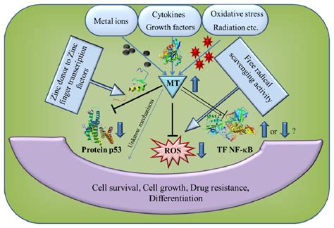 IJMS | Free Full-Text | The Role of Metallothionein in Oxidative Stress