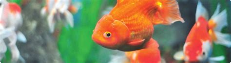 Complete info about goldfish breeding tips & breeding season