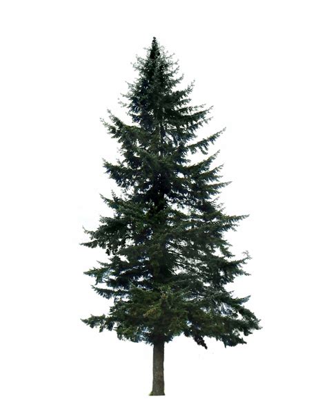 Free Transparent Pine Tree, Download Free Transparent Pine Tree png images, Free ClipArts on ...