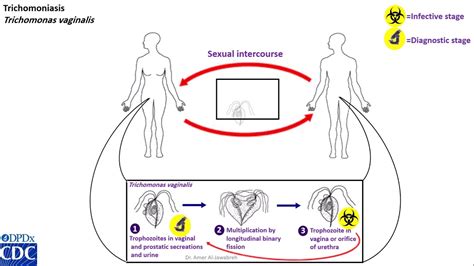 Life Cycle Of Trichomonas Vaginalis Trichomonas Vaginalis Pinterest | The Best Porn Website