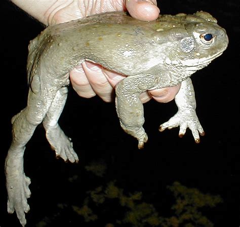 Bufo alvarius - Colorado River Toad Sonoran Desert Toad Photo Gallery