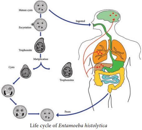 Life Cycle of Entamoeba Histolytica