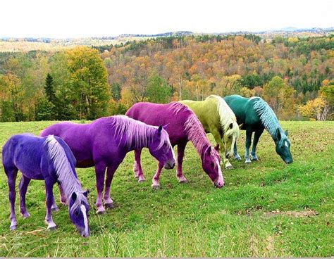 Rainbow Horses Photograph by De Beall