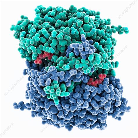 Citrate synthase molecule - Stock Image - C035/5634 - Science Photo Library