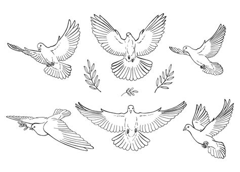 Collection Of Handdrawn Dove Outlines In Line Art Style Isolated On ...