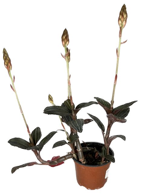 Jewel Orchid | Delicate Leaves & Flowers