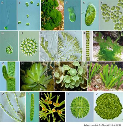 Article 188: Botany/Mycology - Part 11 - The Geometry of Moss, Algae ...