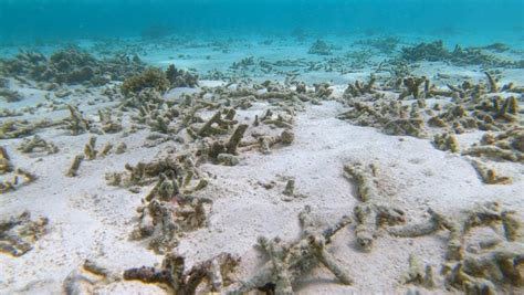 How Climate Change Affects Coral Reefs - American Oceans