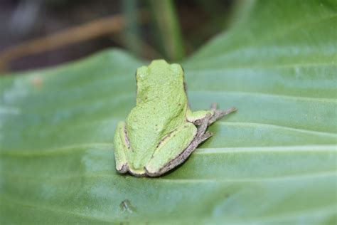 Tree frog in Iowa by Jennifer Carne Tree Frogs, Iowa, Carne, Jennifer, Wild, Animals, Frogs ...