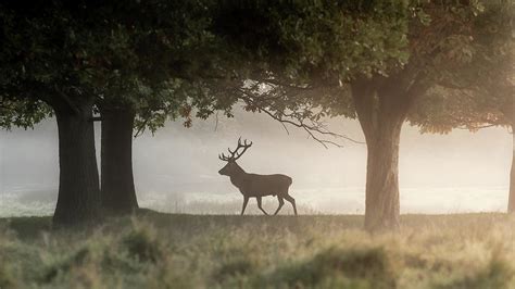 Tatton Park Deer Photograph by Andrew George Photography - Fine Art America