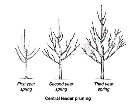 Pruning apple trees | Home/Garden | messagemedia.co