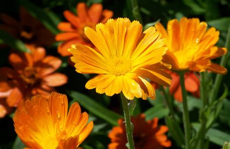 1600x1200 wallpaper | Orange, Flowers, Summer, Daisy, Nature, flower, plant | Peakpx