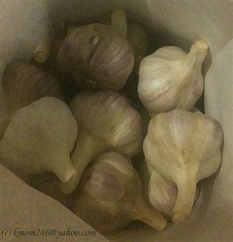 High Desert Gardening: Garlic Planting Season