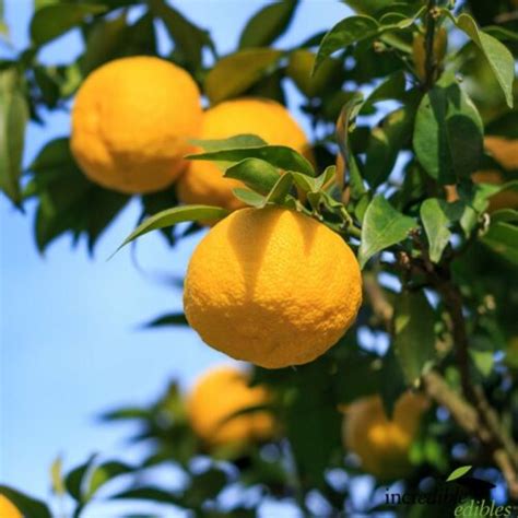 Citrus Yuzu - Springvale Garden Centre