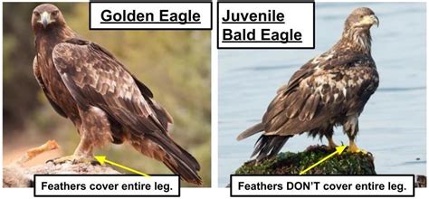 golden vs bald eagle - Bird Watching HQ