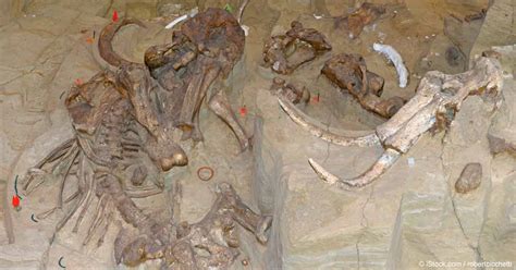 Researchers Find Million-Year-Old Stegodon Elephant Skull