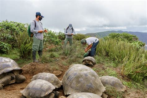 Media | Galápagos Conservancy