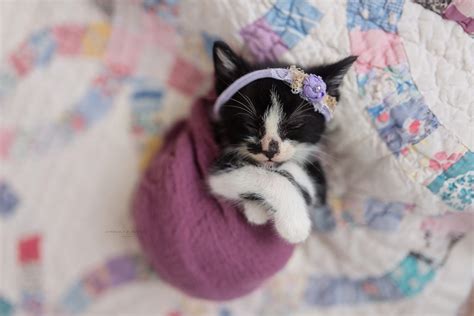 Newborn Kitten Photoshoot | Kimberly Burleson Photography