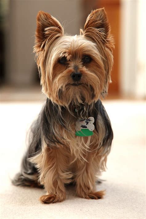 Pin on Cute Yorkies