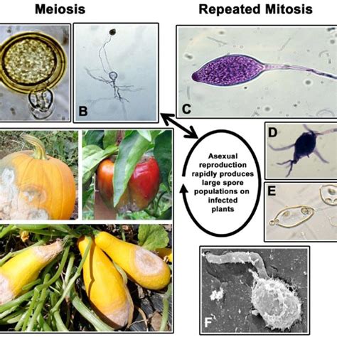 (PDF) Genome Sequencing and Mapping Reveal Loss of Heterozygosity as a Mechanism for Rapid ...