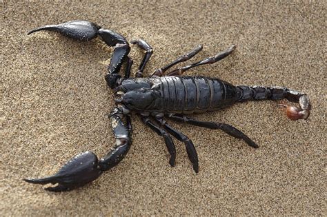 HD wallpaper: black Emperor Scorpion, desert, sands, claw, animal, sea, nature | Wallpaper Flare