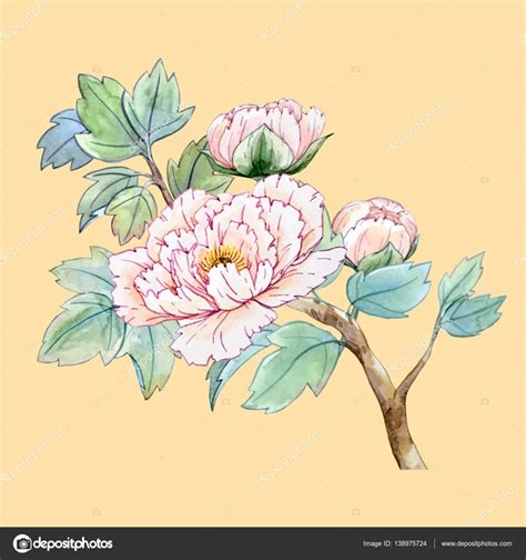 Watercolor chinese peony flower — Stock Vector © ZeninaAsya #138975724