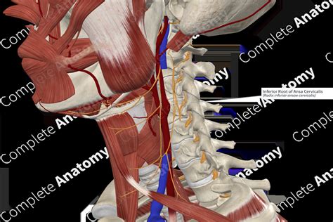 Inferior Root of Ansa Cervicalis | Complete Anatomy