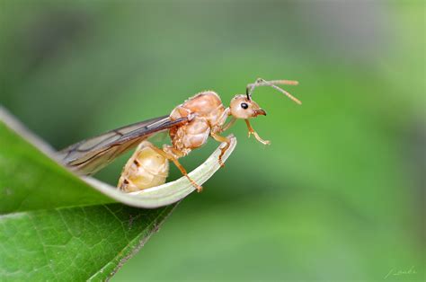 Winged Ant | Winged ants can be distinguished from termites … | Flickr