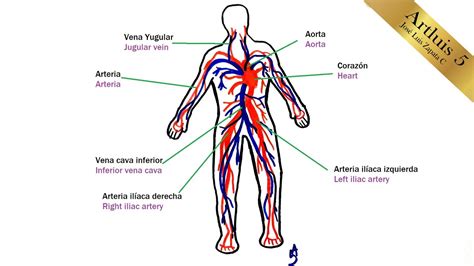 Sistema Respiratorio Y Sus Partes Para Colorear Sistema Respiratorio | The Best Porn Website