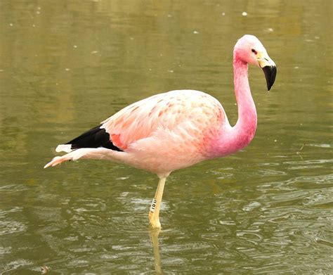 Andean Flamingo in water photo and wallpaper. All Andean Flamingo in ...