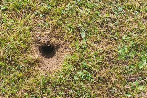 What Animal is Digging Small Holes in Yard? | CrabgrassLawn