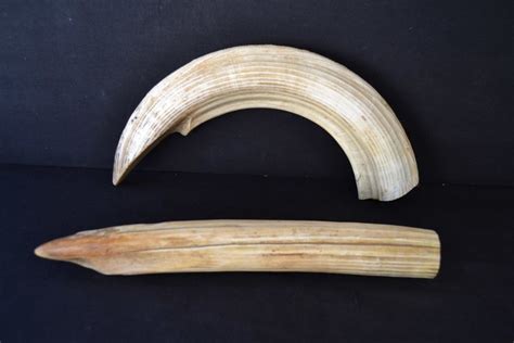 Antique Hippopotamus teeth - Hippopotamus amphibius - 37 and 45cm - 1476 and 973gm (2) - Catawiki