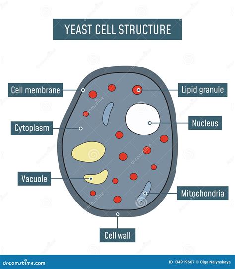 Yeast Cell Structure stock vector. Illustration of diagram - 134919667