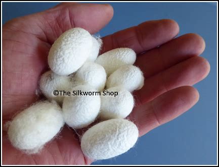 Silk Cocoons unhatched from The Silkworm Shop