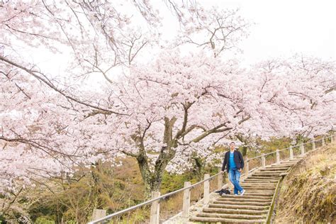 Photoshooting tour with Cherry blossoms in Nara | Photoguider-Japan