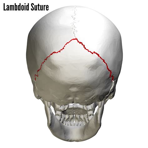 Bones of the Skull | Skull Osteology | Anatomy | Geeky Medics