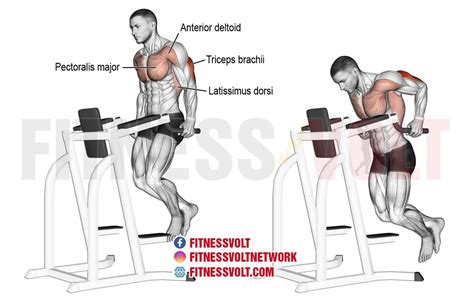 Tricep Dip (Triceps) | Exercise Guides and Videos – Fitness Volt