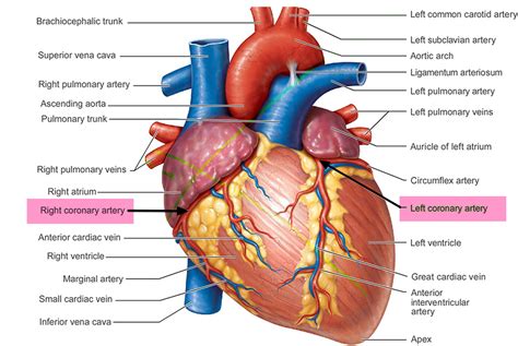 What is Ischemic Heart Disease - Causes, Symptoms & Treatment