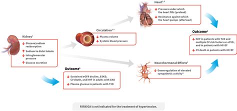 Farxiga Mechanism Of Action