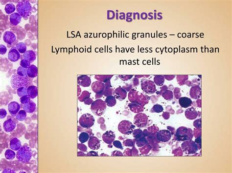 PPT - Practical Oncology Mast Cell Tumor PowerPoint Presentation, free ...