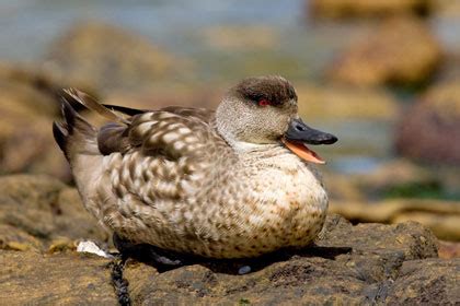 Crested Duck Pictures and Photos - Photography - Bird | Wildlife ...